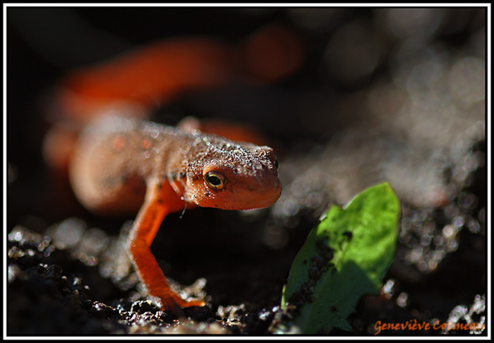 Triton vert  points rouges (elfe) / Notophthalmus viridescens viridescens 