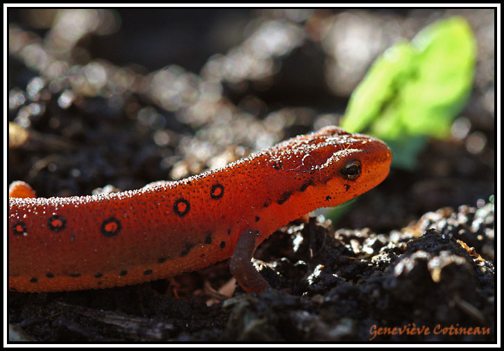 Triton vert  points rouges (elfe) / Notophthalmus viridescens viridescens 