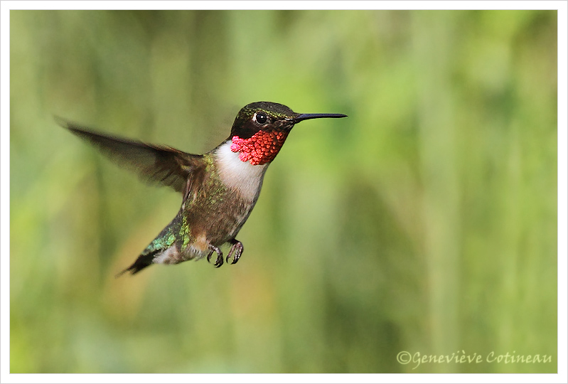 Colibri  gorge rubis (m) / Archilochus colubris