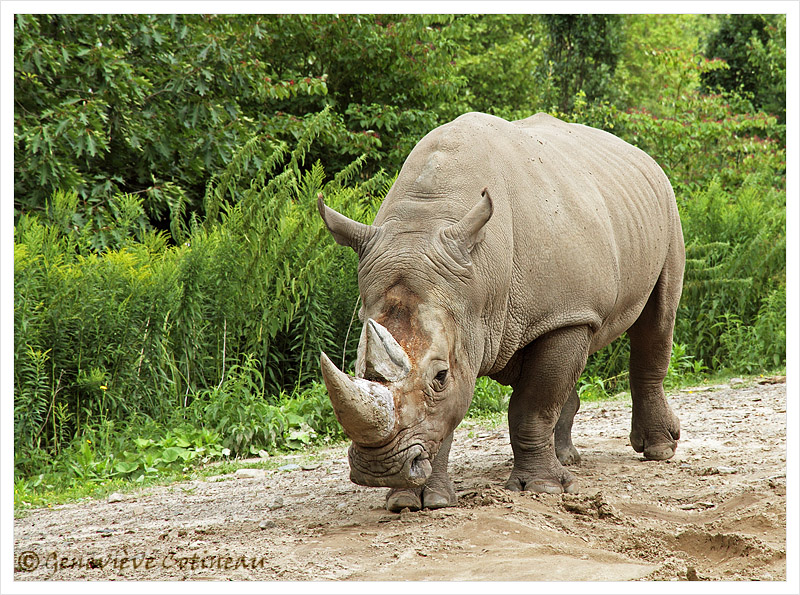 Rhinocros blanc / Ceratotherium simum
