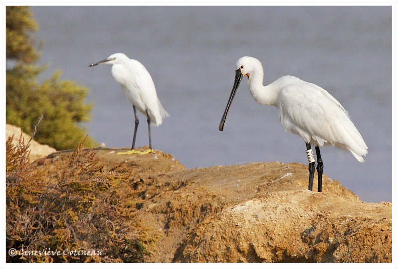 Spatule blanche / Platalea leucorodia  (Aigrette garzette)