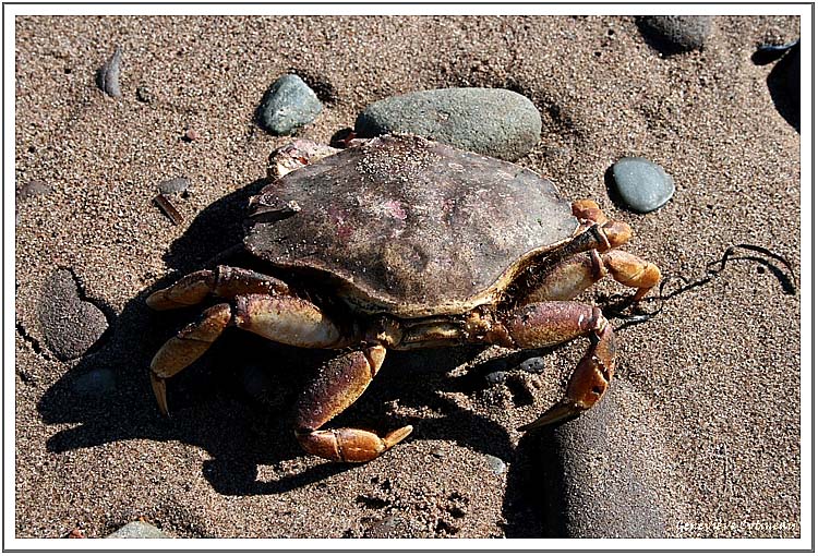 Cap-Bateau, le crabe