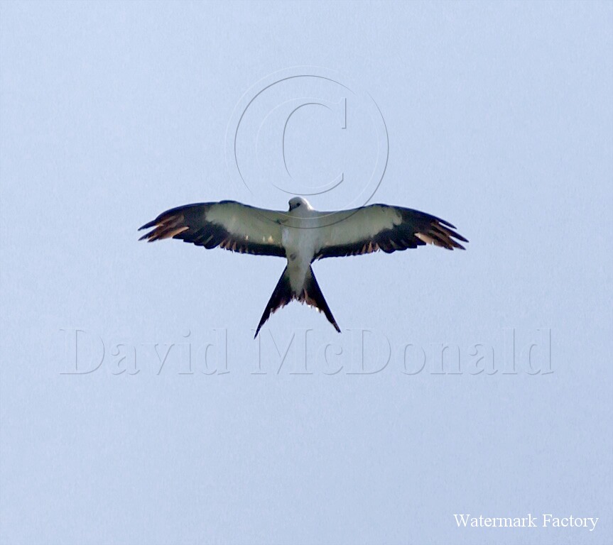 Swallow-tailed Kite_3697.jpg