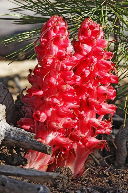 Snow Plant_1450.jpg