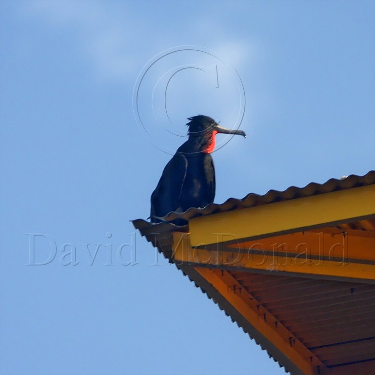 Magnificient Frigatebird - male_4053.jpg