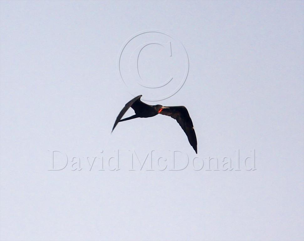 Magnificient Frigatebird - male_4092.jpg