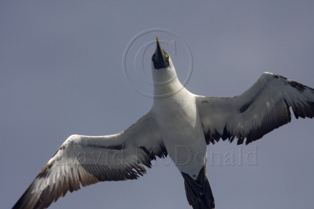 Masked Booby adult_4141.jpg