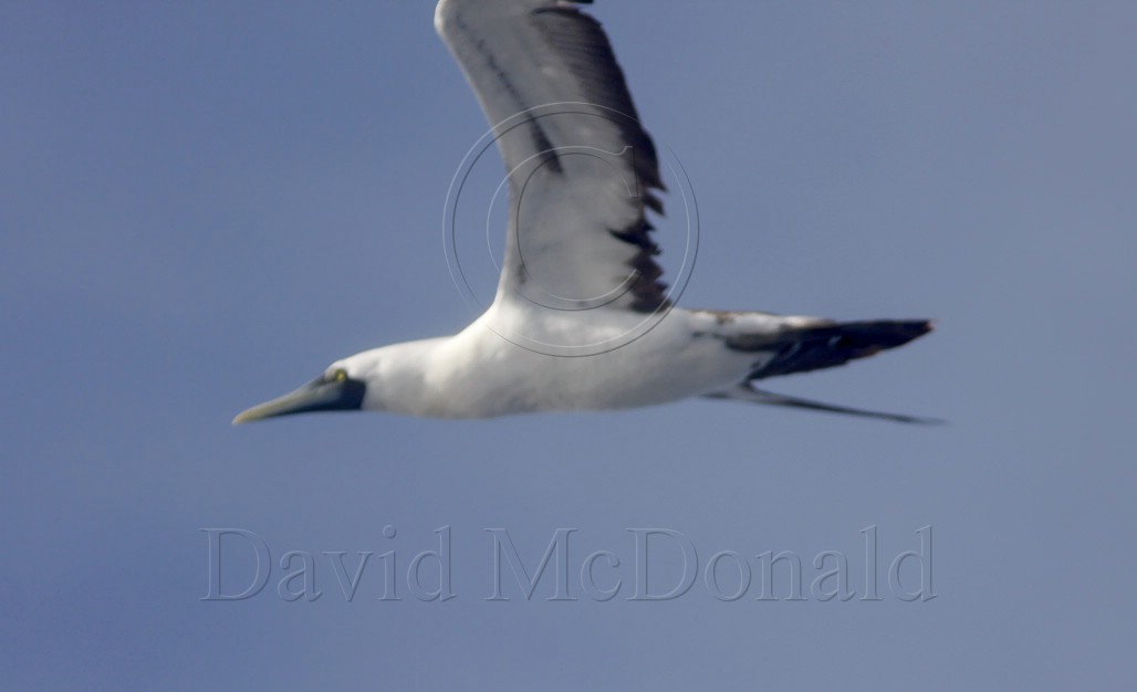 Masked Booby adult_4152.jpg