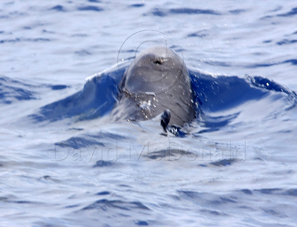 Rissos Dolphin_4272.jpg