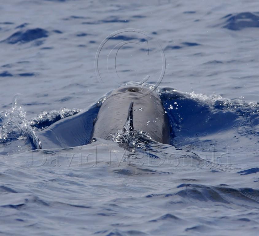 Rissos Dolphin_4273.jpg