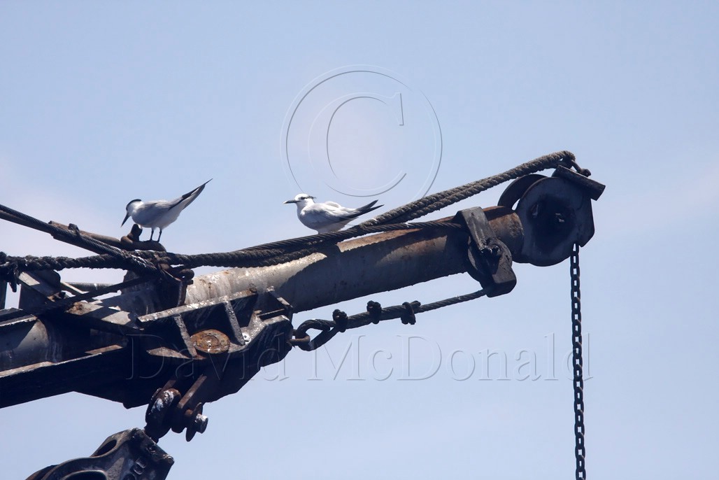 Terns on shrimpboat_MG_4550.jpg