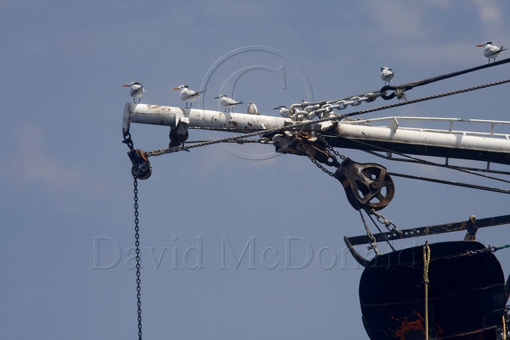 Terns on shrimpboat_4559.jpg