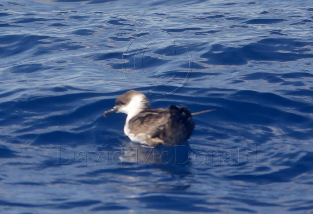 Greater Shearwater_4672.jpg