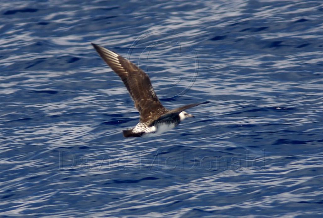 Pomarine Jaeger_4795.jpg