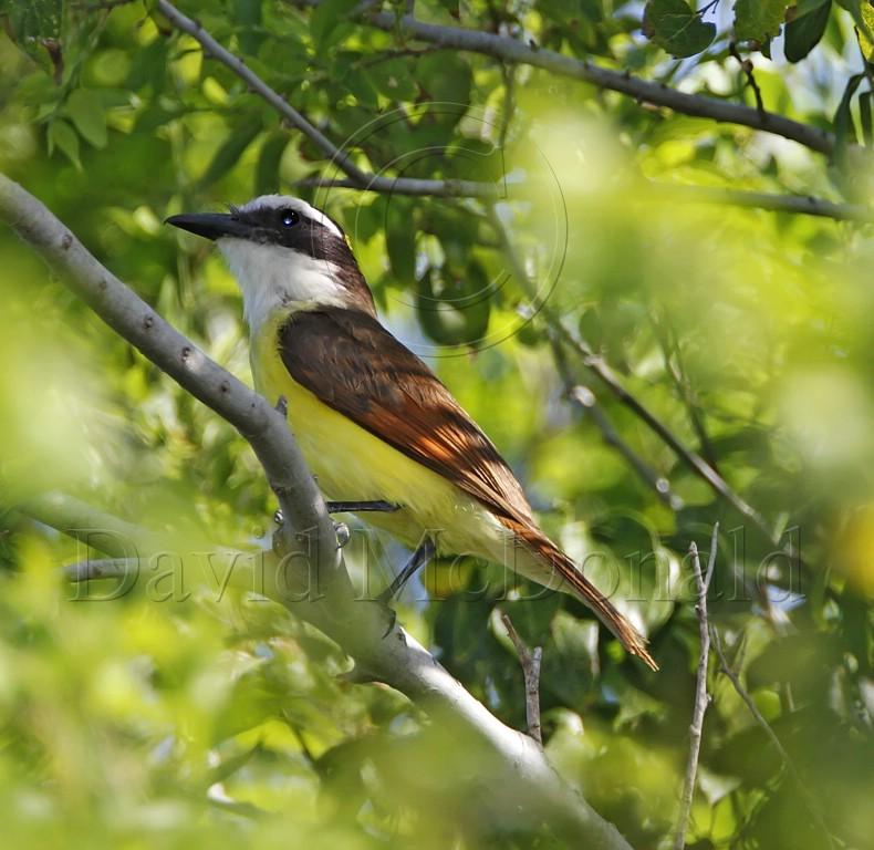 Great Kiskadee_3946.jpg