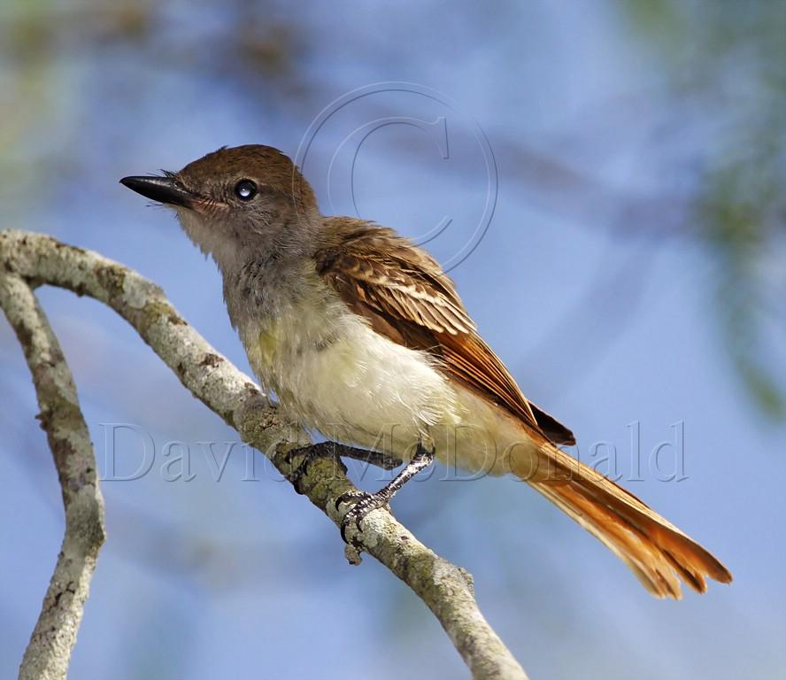 Brown-crested Flycatcher_3920.jpg
