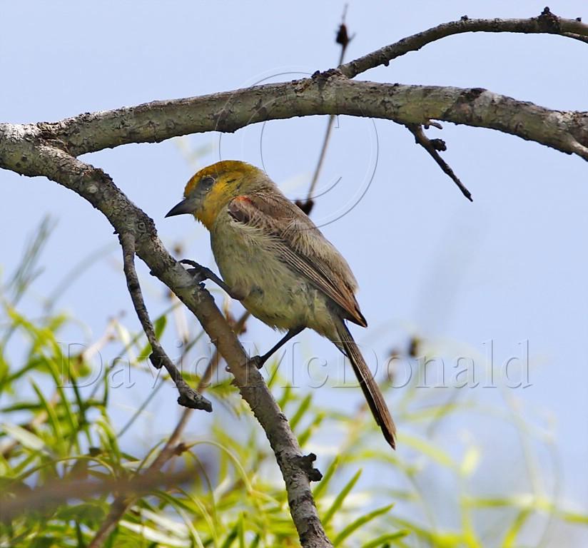 Verdin - adult_5144.jpg