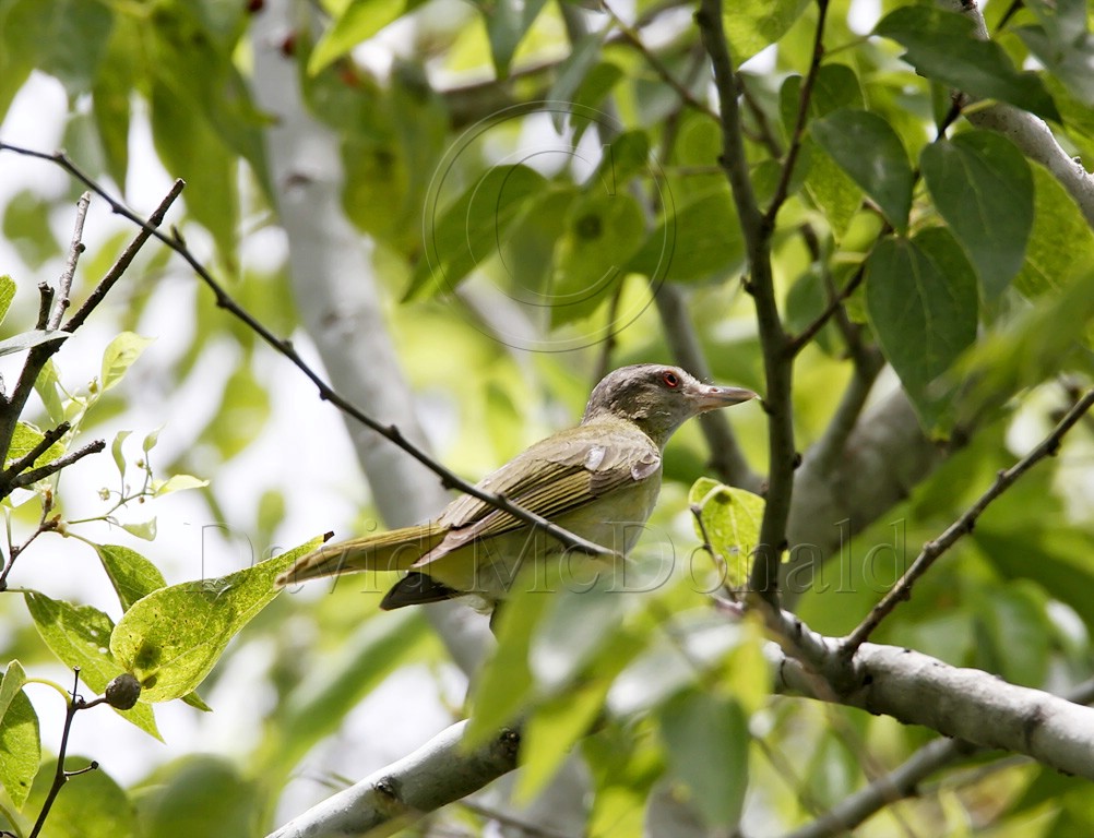 Yellow-green Vireo_5192.jpg