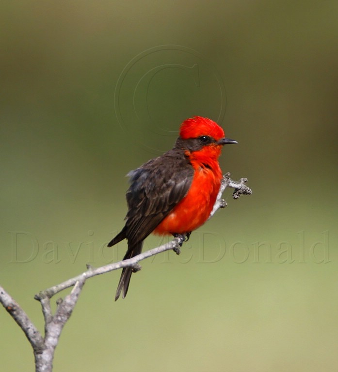 Vermilion Flycatcher - male_5115.jpg