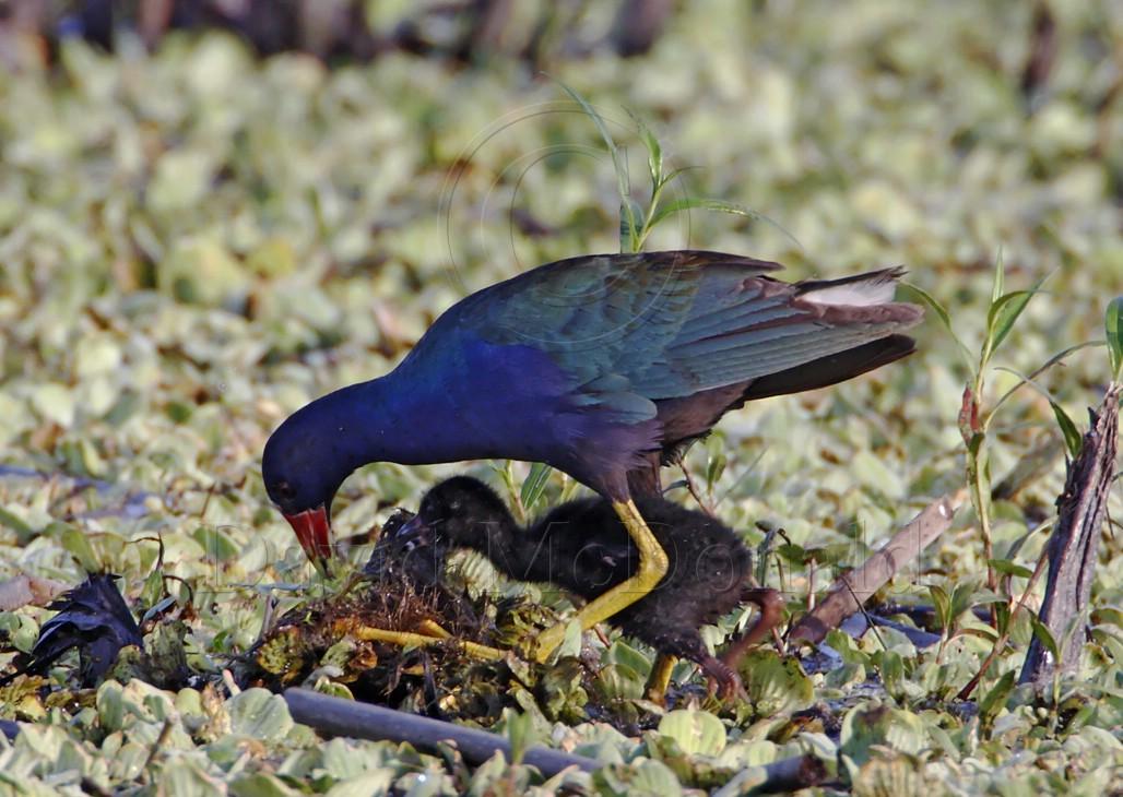 Purple Gallinule w chick_3122.jpg
