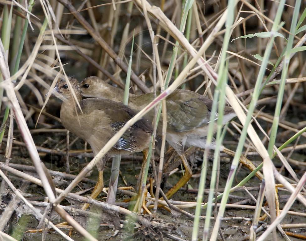 Purple Gallinule - juveniles_3502.jpg