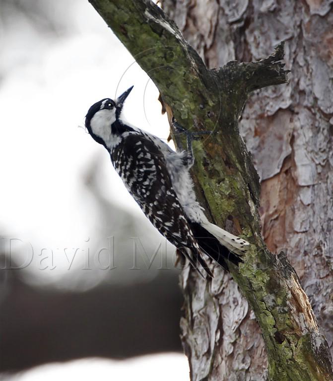 Red-cockaded Woodpecker_0943.jpg