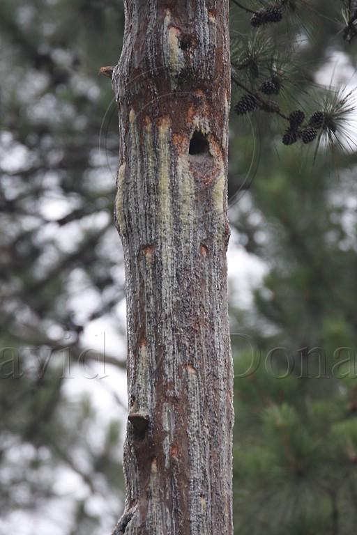Red-cockaded Woodpecker_0929.jpg