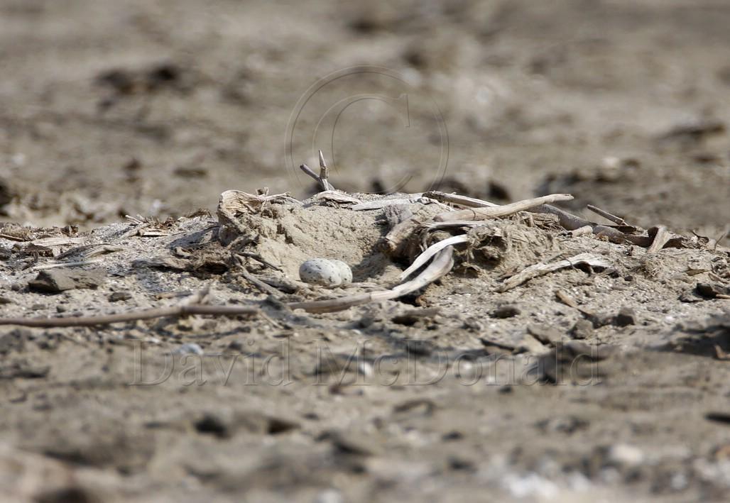 Least Tern nest with eggs_7306.jpg
