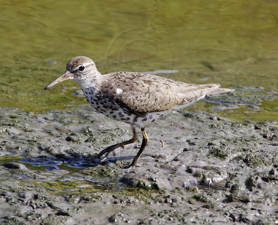 Spotted Sandpiper - breeding_5537.jpg