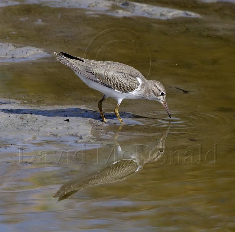 Spotted Sandpiper - non-breeding_5632.jpg