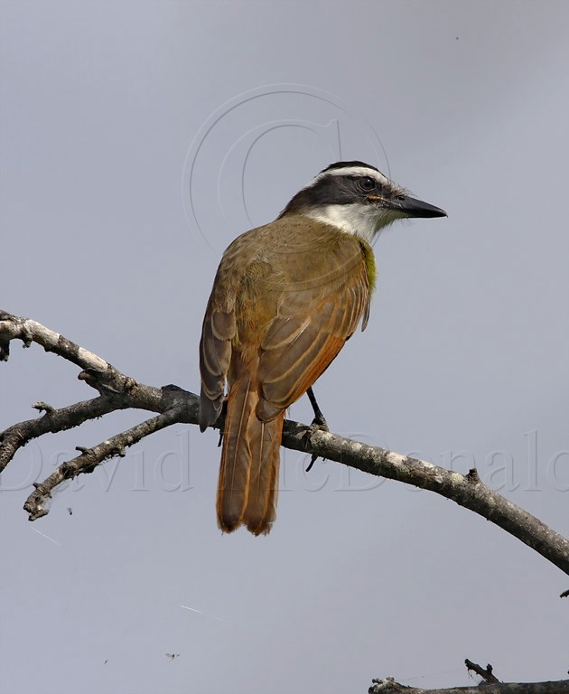 Great Kiskadee_5188.jpg