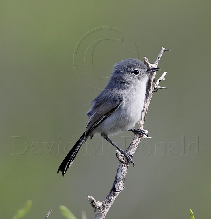 Black-tailed Gnatcatcher_5057.jpg