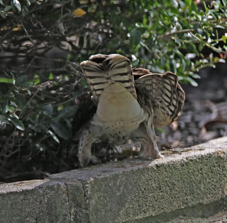 Coopers Hawk - juvenile_6900.jpg
