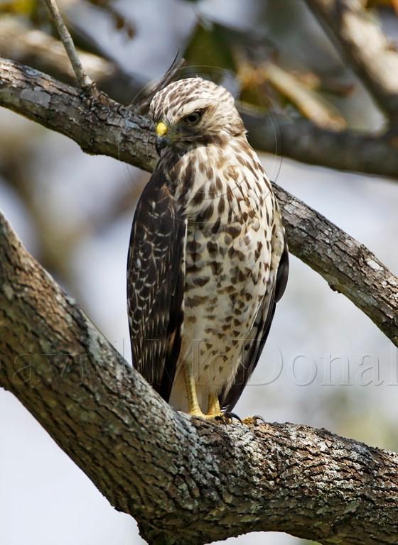 Red-shouldered Hawk_7679.jpg
