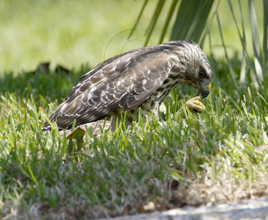 Red-shouldered Hawk_7694.jpg