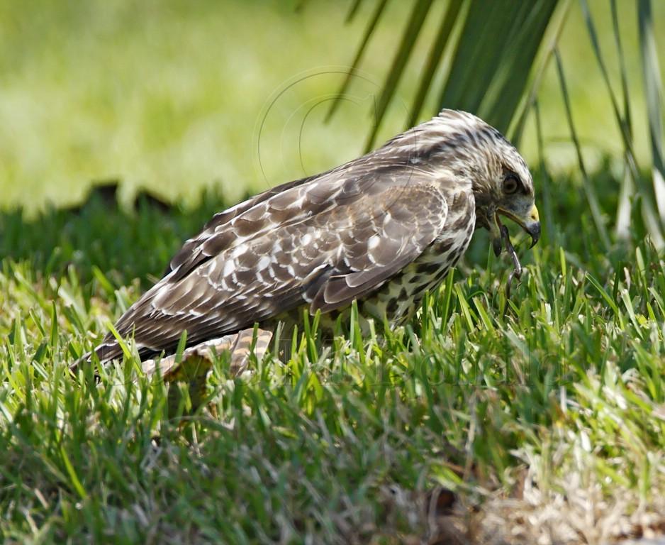 Red-shouldered Hawk_7699.jpg
