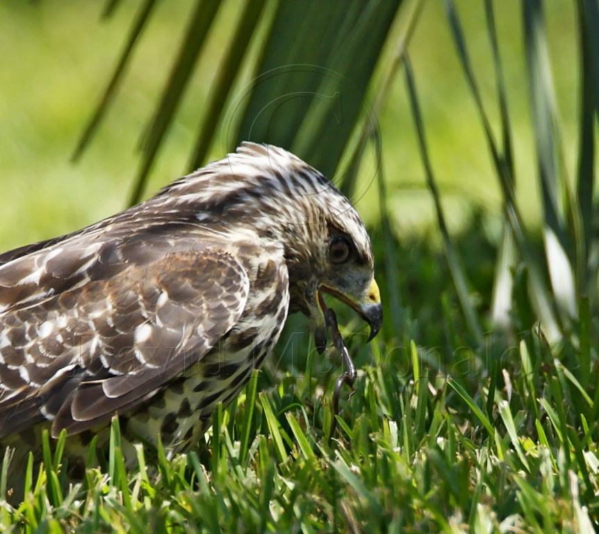 Red-shouldered Hawk - detail_7699.jpg