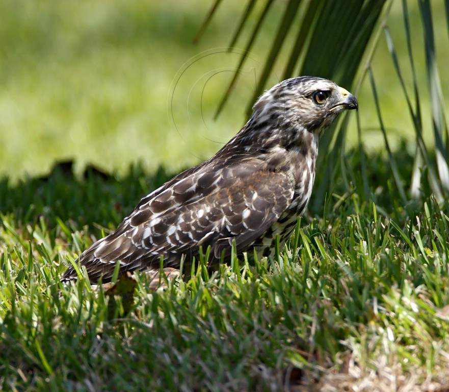 Red-shouldered Hawk_7700.jpg
