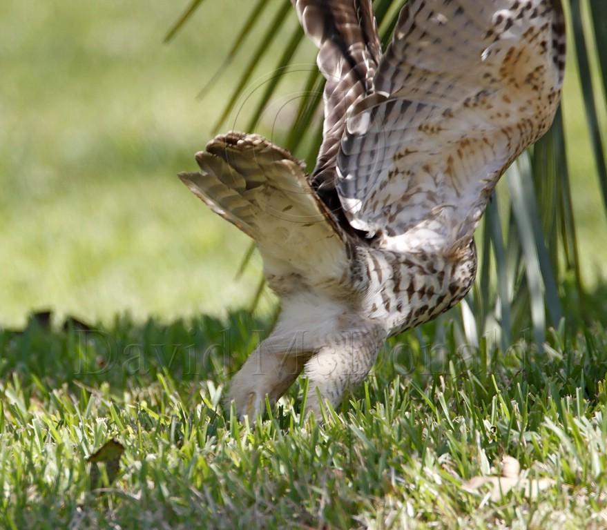 Red-shouldered Hawk_7706.jpg