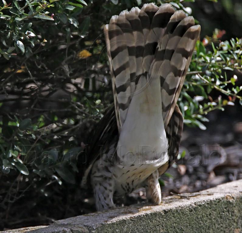 Coopers Hawk  - juvenile_6901.jpg