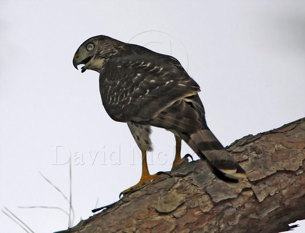 Coopers Hawk  - juvenile_7663.jpg