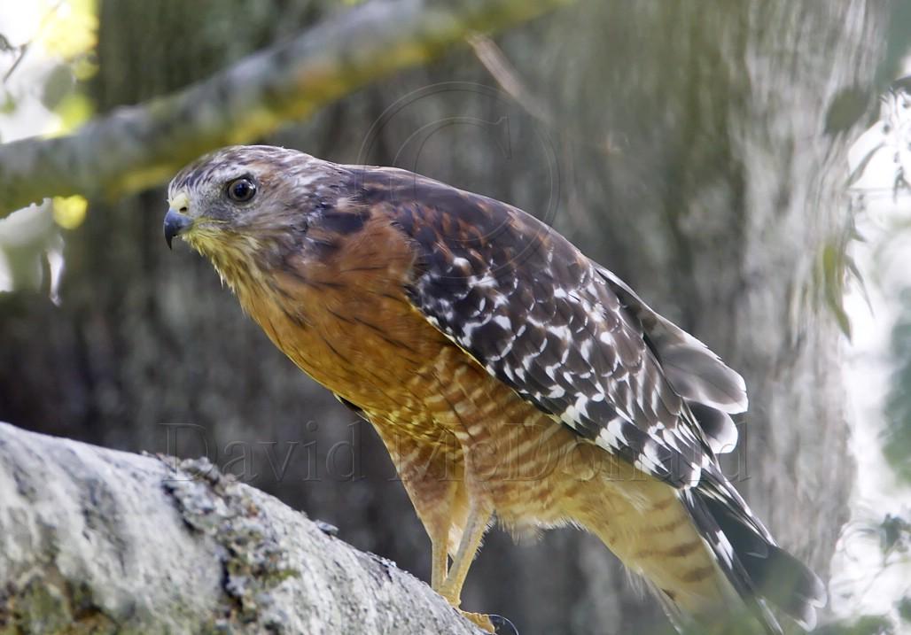 Red-shouldered  Hawk - adult_7042.jpg