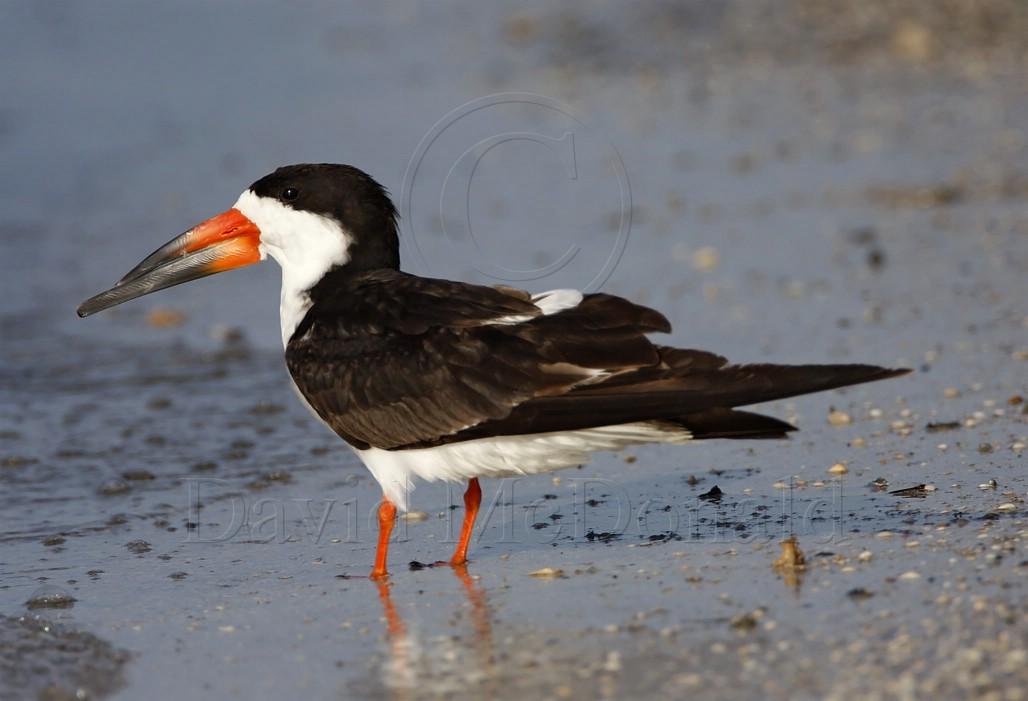 Black Skimmer - breeding_3212.jpg