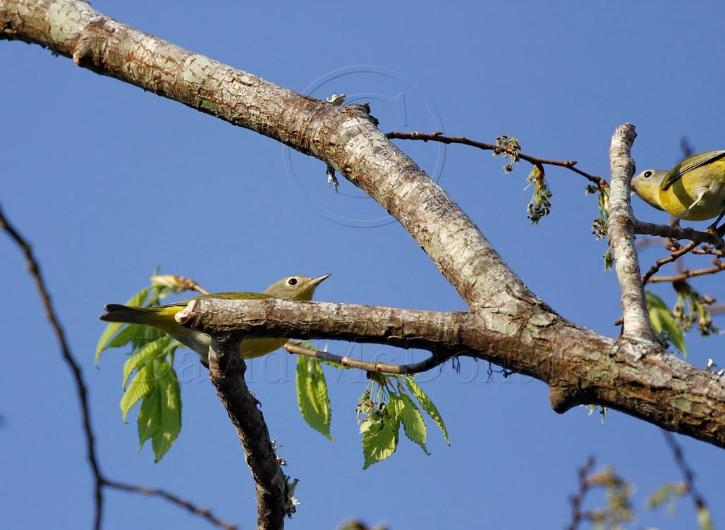 Nashville Warbler_7733.jpg