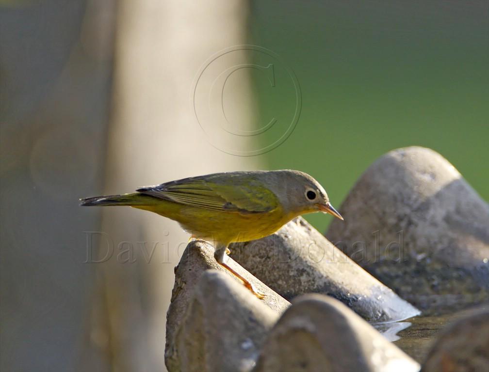 Nashville Warbler_7750.jpg