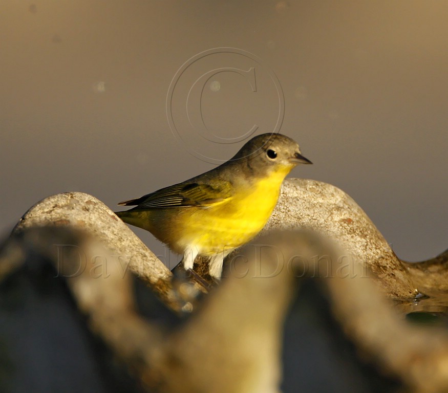 Nashville Warbler_7758.jpg