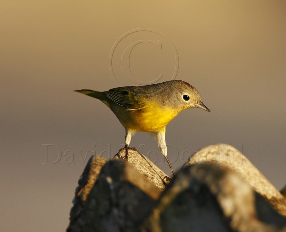 Nashville Warbler_7771.jpg