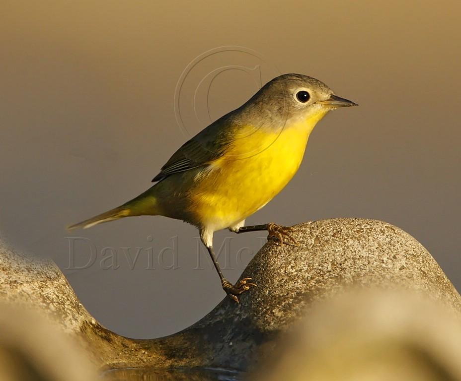 Nashville Warbler - detail_7794.jpg
