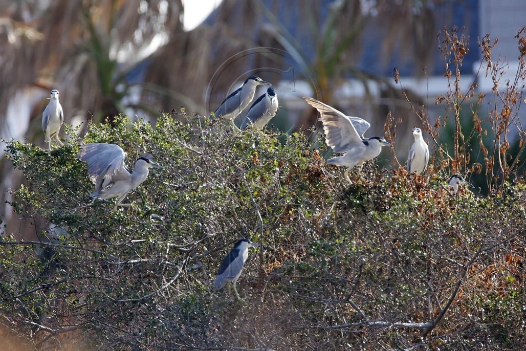 Black-crowned Night-Herons_7895.jpg
