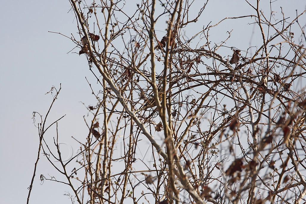 Mulberry Tree_7901.jpg